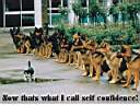 CATS CONFIDENCE.jpg